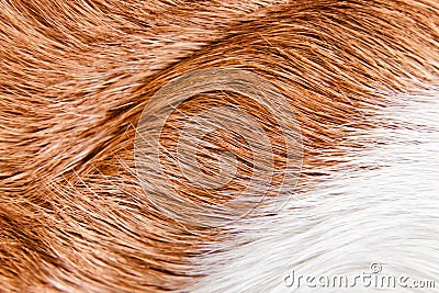 Healthy skin of a sleek-haired dog ( beagle )