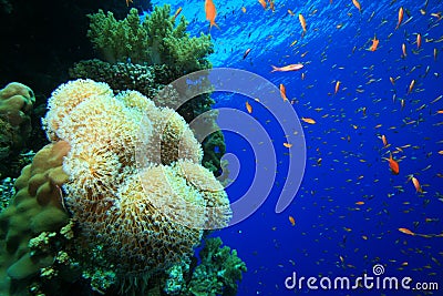 Healthy Tropical Coral Reef