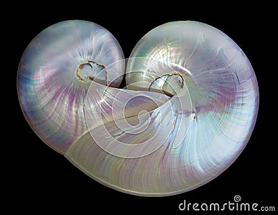Heart shape pearl shells of a nautilus.