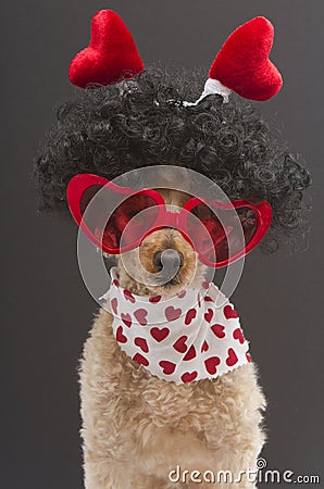 Hearts Worn By A Poodle