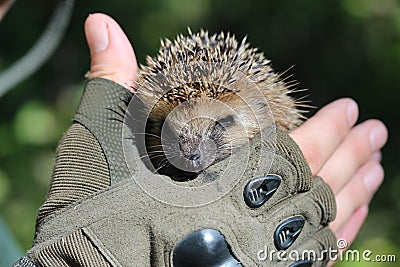 A hedgehog.