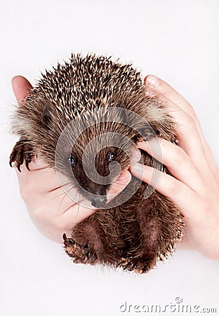 Hedgehog, in hands of the person