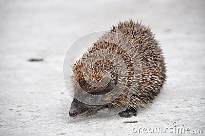 Hedgehog with tongue out