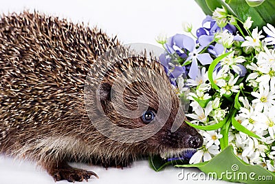 Hedgehog with wild flowers