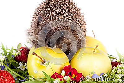 Hedgehog, wild flowers and apples