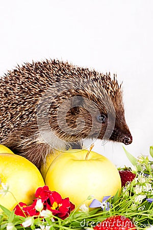 Hedgehog, wild flowers and apples