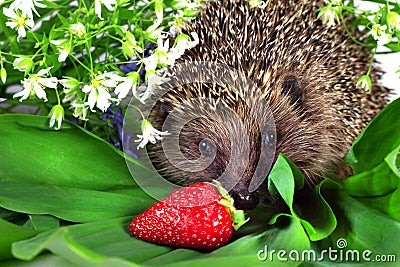 Hedgehog, wild flowers and ripe strawberry
