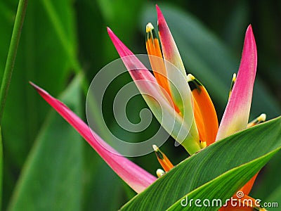 Heliconia flower Bird Paradise