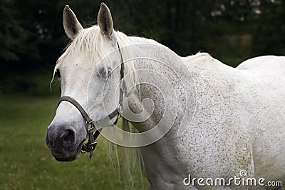 Hello There - Arabian Horse