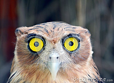 Yellow eyed filipino owl