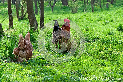 Hens and rooster