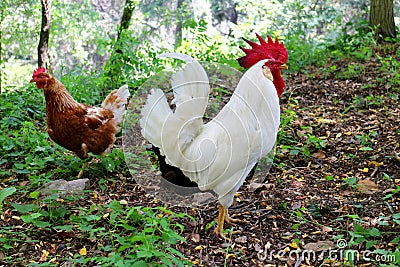 Hens and Rooster in the Meadow