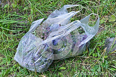 Herbs in plastic bags