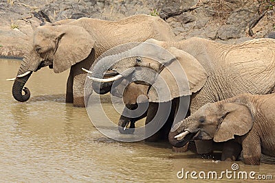 Herd of African Elephants drinking