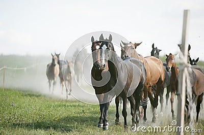 Herd of an amazing akhal-teke horses return home