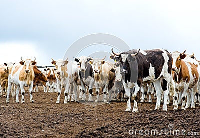 Herd of beef cattle at farm