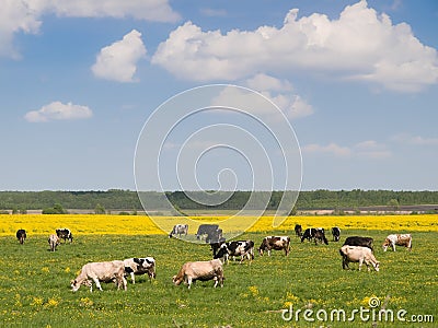 Herd of cows on field