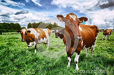 Herd of cows at green field