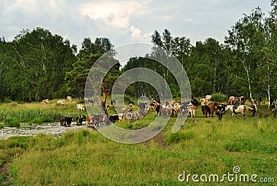 Herd of cows walking in the field