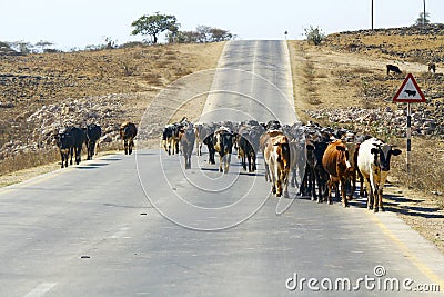 Herd of cows walking road - Sultanate of Oman