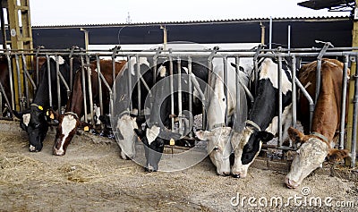 Herd of dairy cows