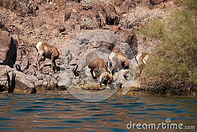 Herd of Desert Long Horn Sheep