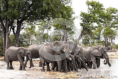 Herd of drinking elephants