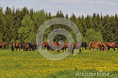 Herd of horses on a meadow is grazed
