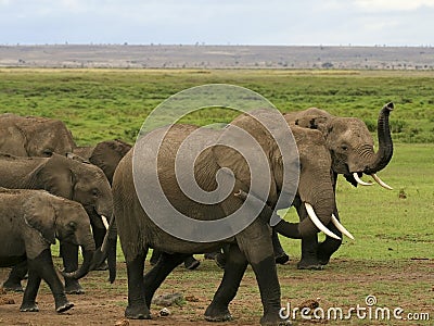A herd of kenyan elephants
