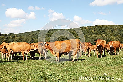 Herd Of Limousin Beef Cattle