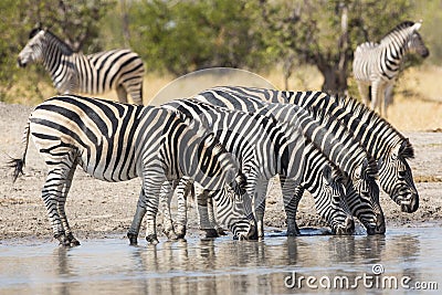 Herd of Plains Zebra (Equus burchellii) drinking in South Africa