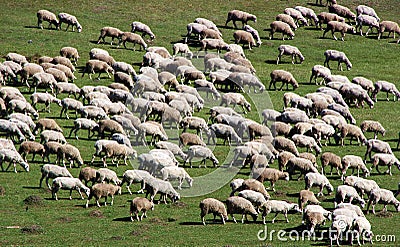 Herd of sheep on green meadow 3