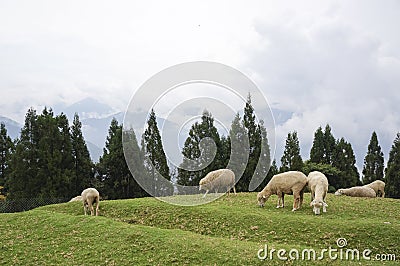 Herd of sheep on the hillside
