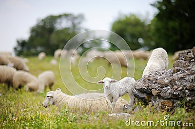Herd on sheep in Italy