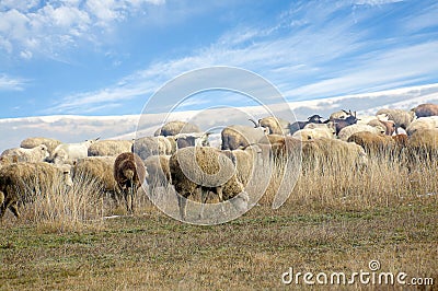 Herd of sheep on a winter pasture