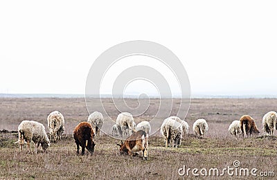 Herd of sheeps and goats
