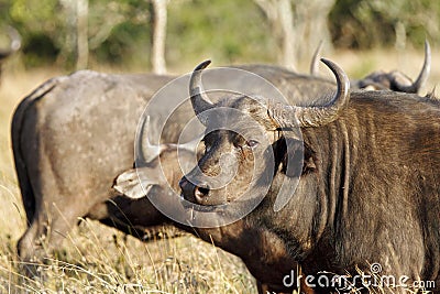 A herd of Wild African Buffalo