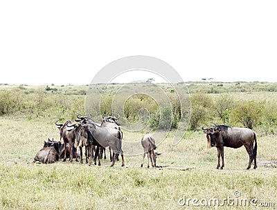 A herd of Wildebeests in savannah