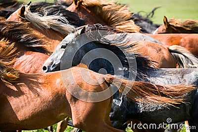 A herd of young horses