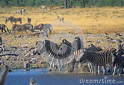 Royalty Free Stock Photography: Herd of zebra enter a water hole