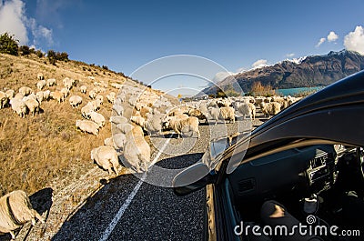 Herding sheep on the road