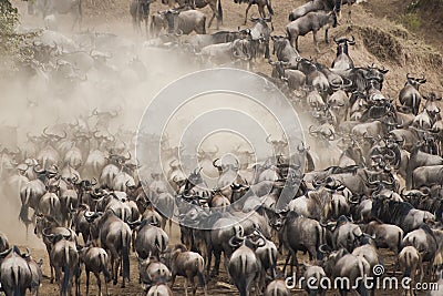 Herds of wildebeest in Great Migration, Kenya