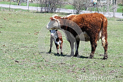 Hereford Cow & Calf