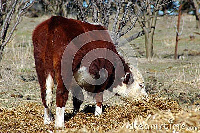 Hereford Cow Eating