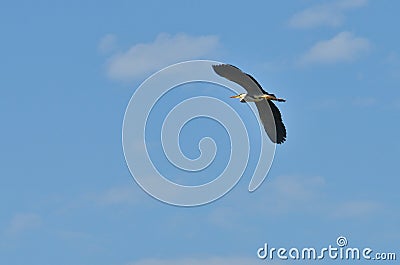Heron bird flying