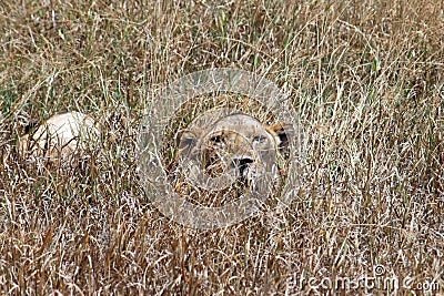 Hidden lion