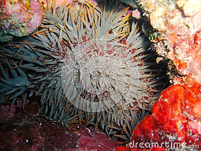 Hiding Crown of Thorns Starfish