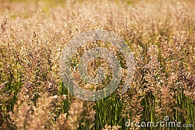 High green grass in the field on hot summer day