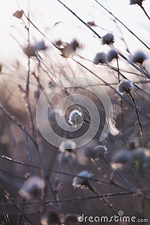 High key abstract thistle