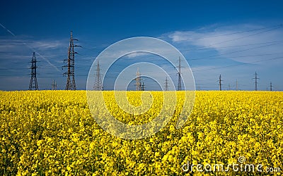 High voltage posts in rapeseed field